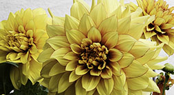 Yellow Dahlias